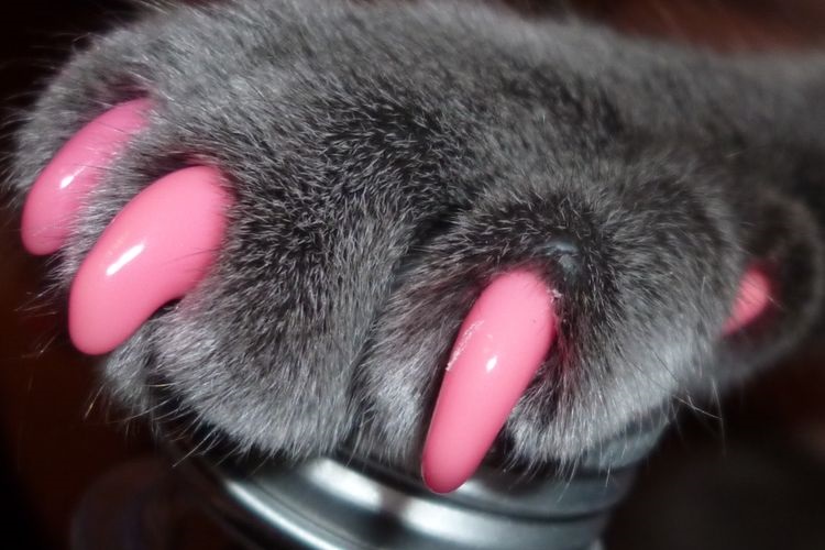 Fundas de silicona para las uñas del gato