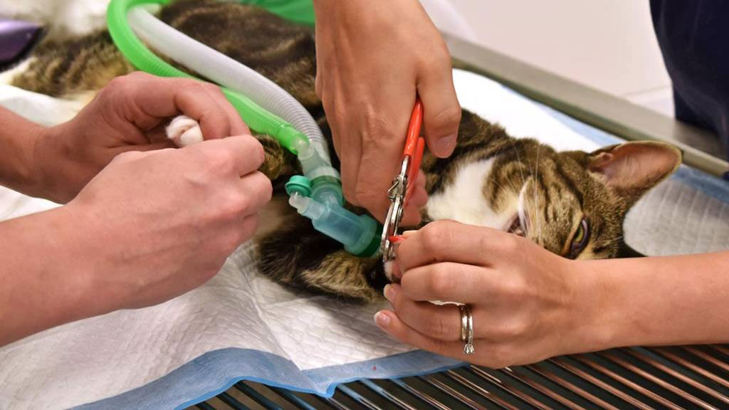 Oniquectomía: operación de "patas de terciopelo"