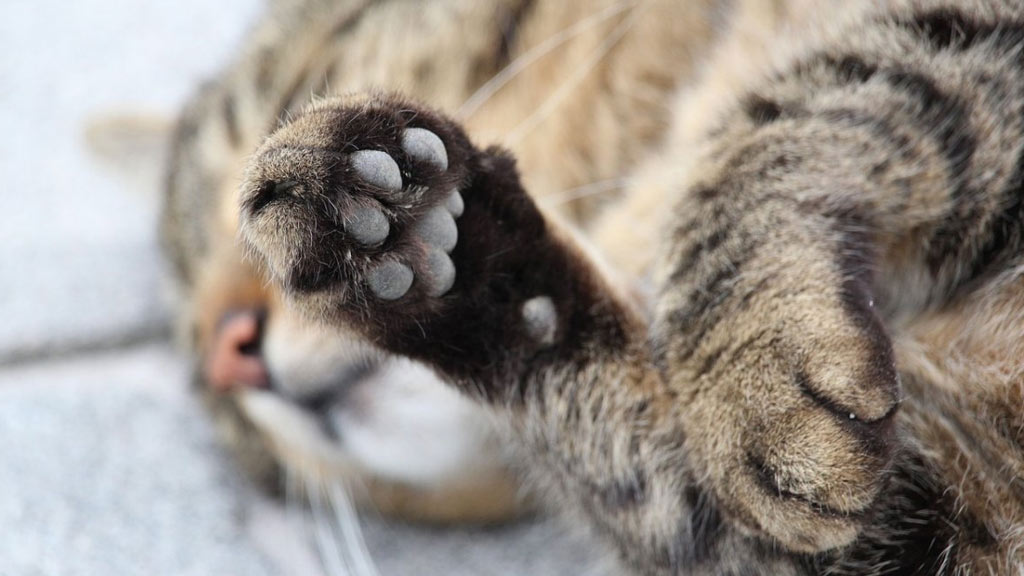 Eliminación de uñas en gatos: cómo se realiza el procedimiento, a qué edad se puede llevar a cabo