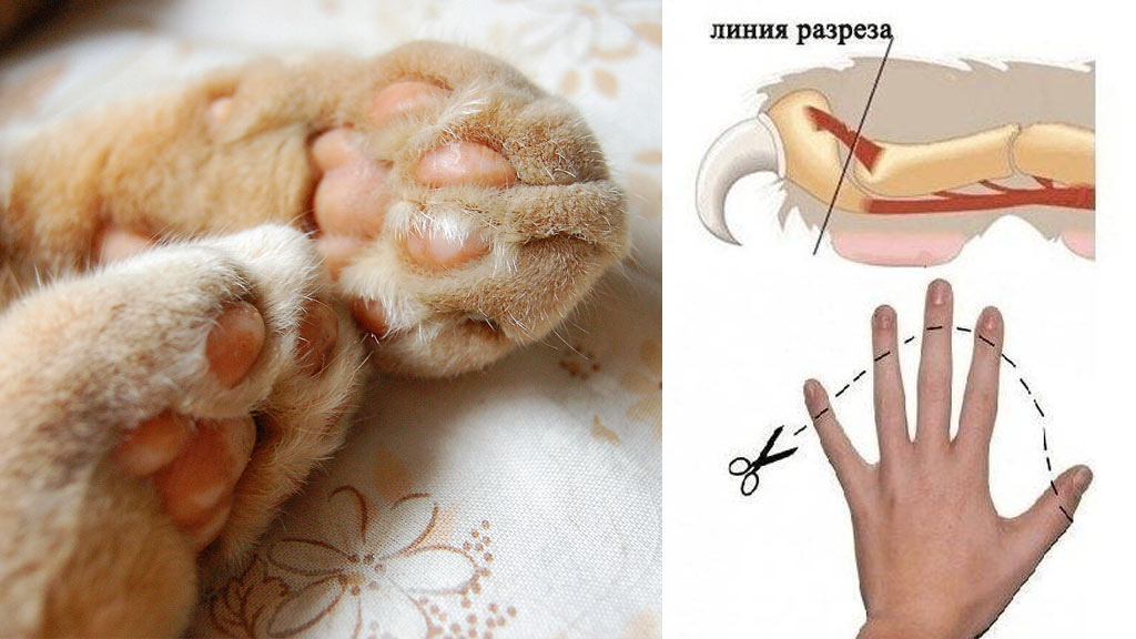 Eliminación de uñas en gatos: todo sobre la operación