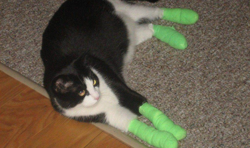 Rehabilitación del gato tras la operación de extracción de uñas