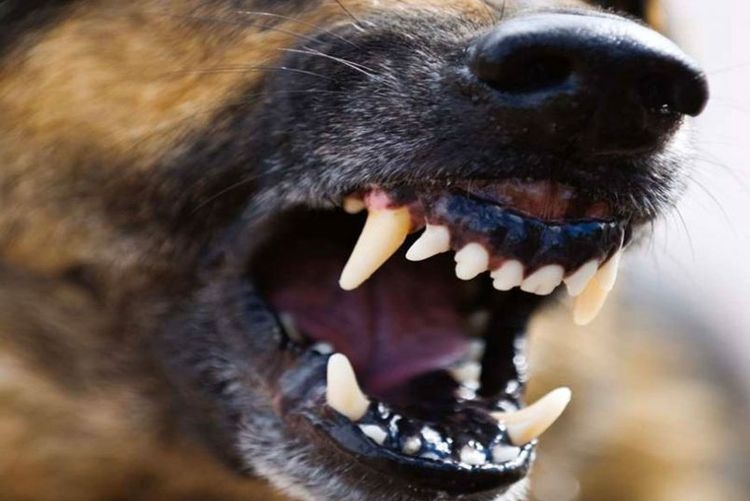 Colmillos de un perro adulto