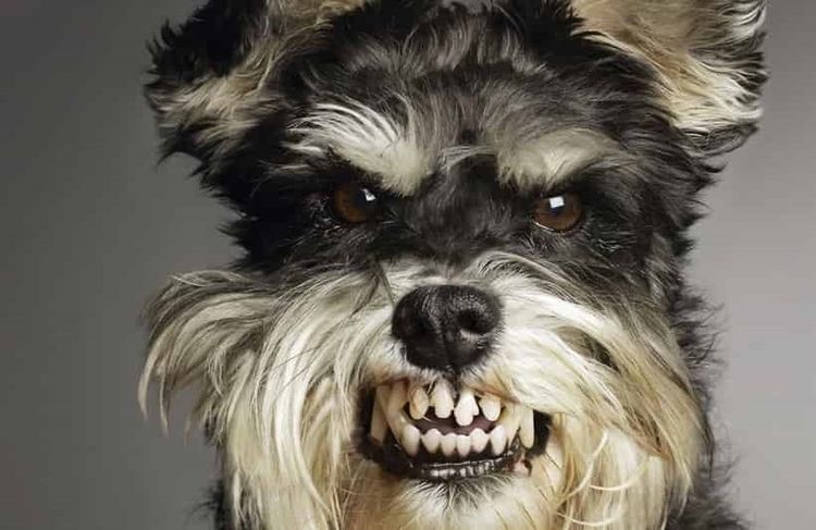 El perro muestra los dientes