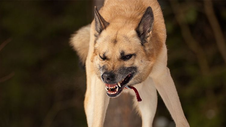 Un perro agresivo gruñe