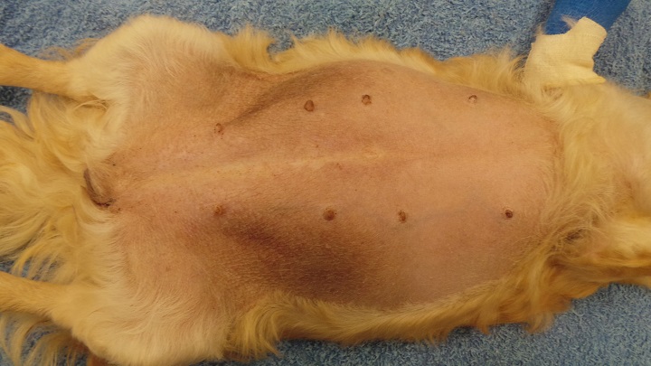 abdomen aumentado en la piometra en una perra