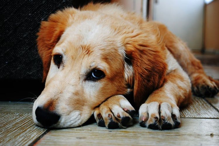 Un perro pelirrojo está triste
