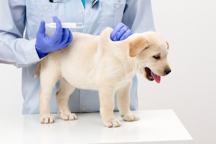 Al cachorro se le administra la vacuna