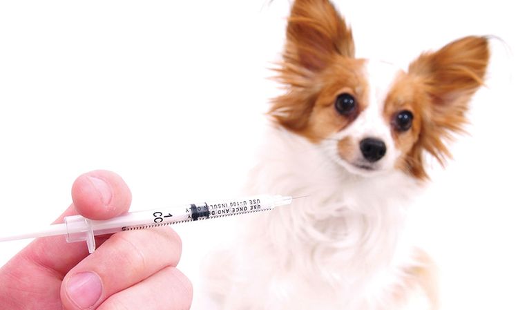 Vacunación del perro