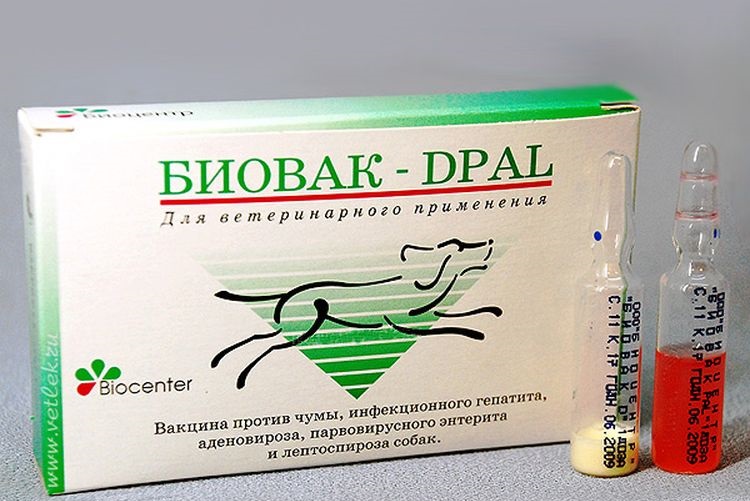 Vacuna Biovac para perros