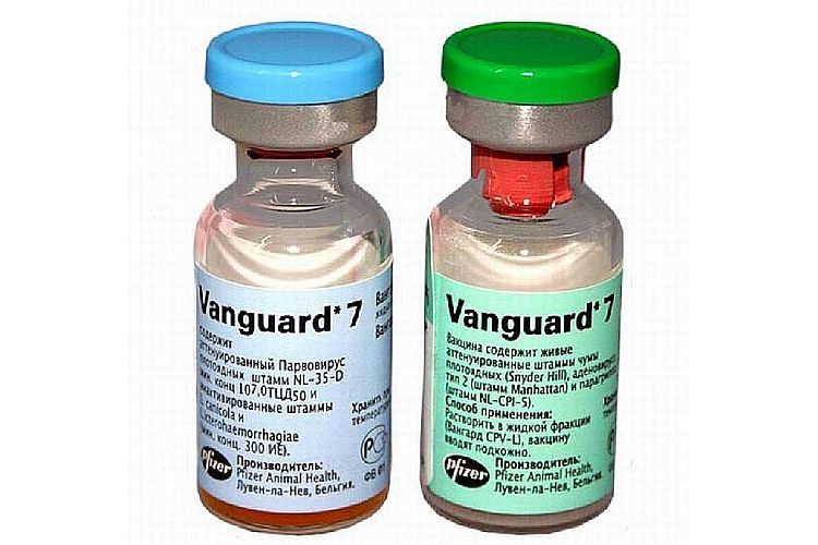 Vanguard 7 para perros