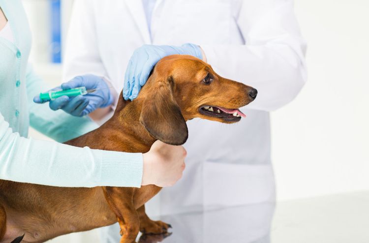 Vacunación del perro