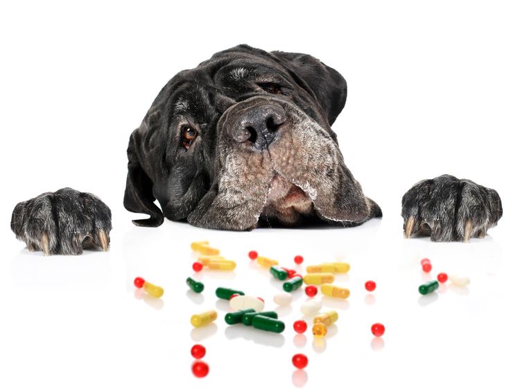 El perro y las vitaminas