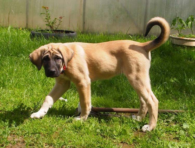 perro de la raza Pastor de Anatolia