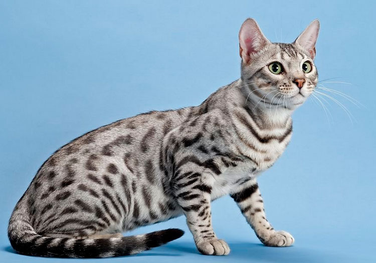 Gato bengalí plateado