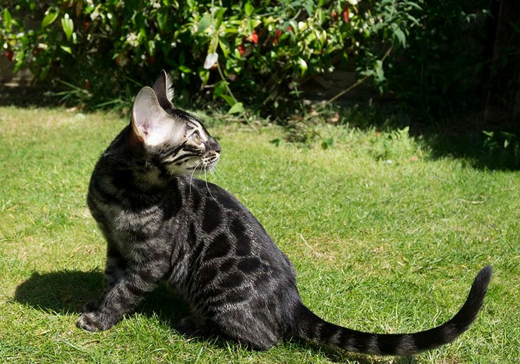 gata bengalí negra