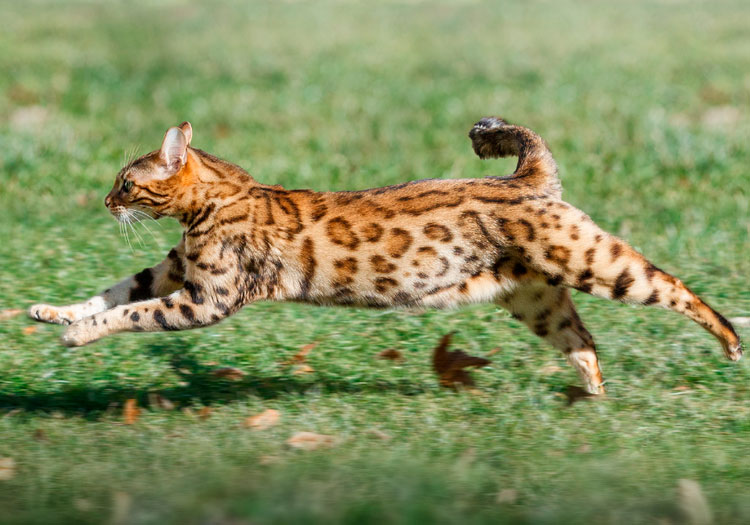 Carácter del gato bengalí