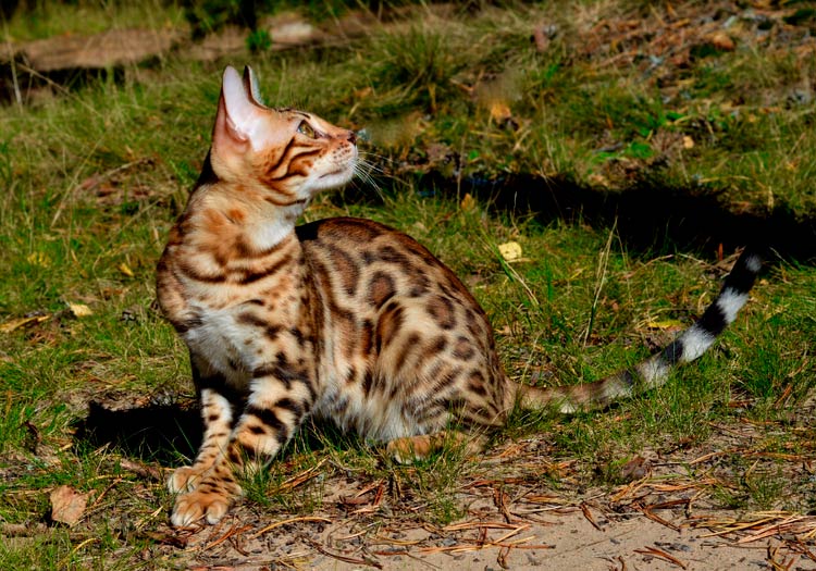 raza Gato Bengalí
