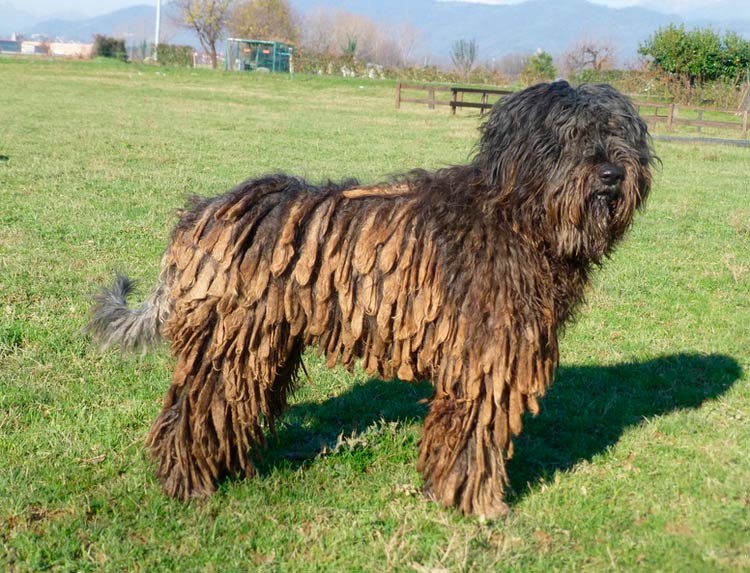 bergamasco en la granja