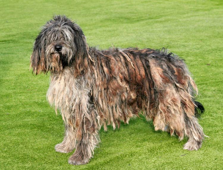 cómo cuidar las rastas del perro