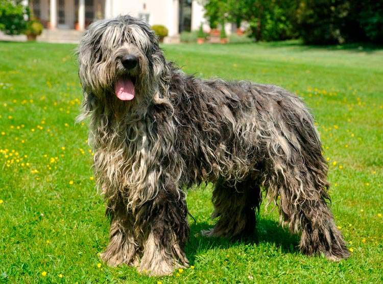 pastor bergamasco de 1,5 años