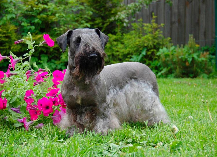 Foto de Terrier checo