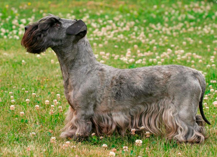 perro de raza Terrier Checo