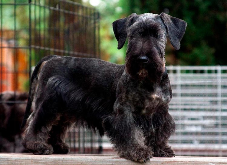 Raza canina: Terrier Checo