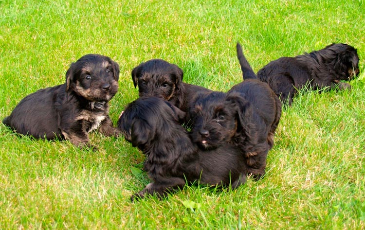 Cachorros de Terrier Checo