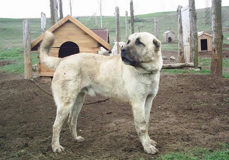 raza de perro kangal