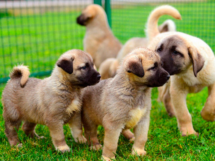 Cachorros de la raza Kangal