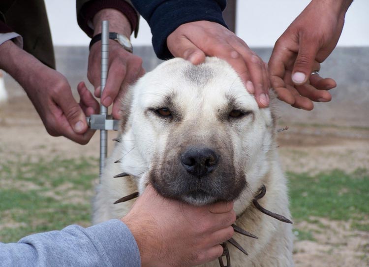 estándar del Kangal