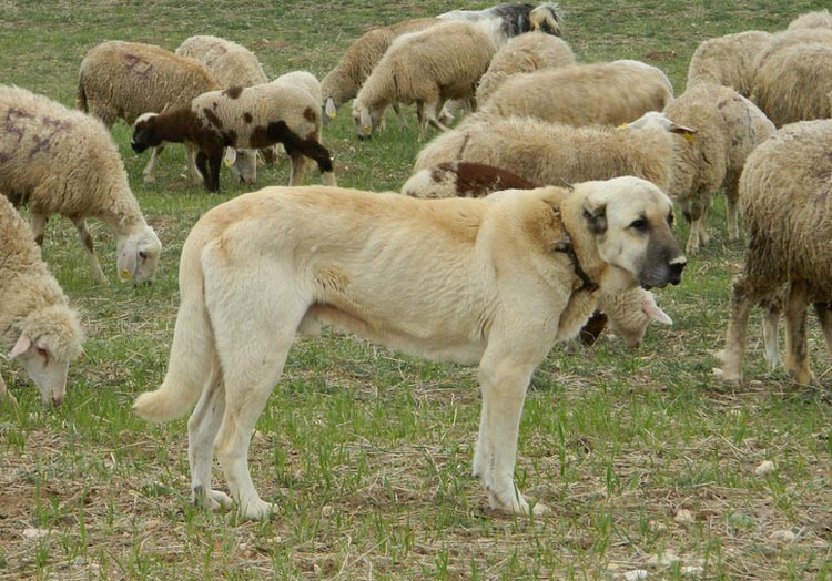perro de raza Kangal