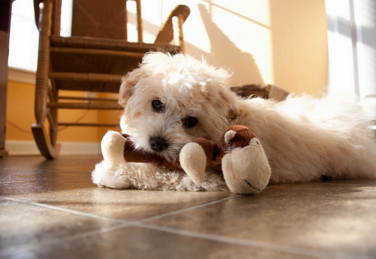 Perro de raza Maltipoo