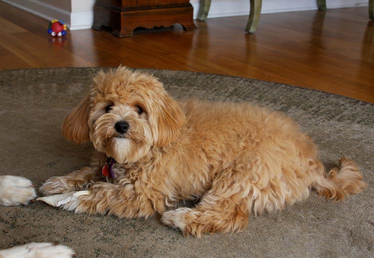 Maltipoo rojo