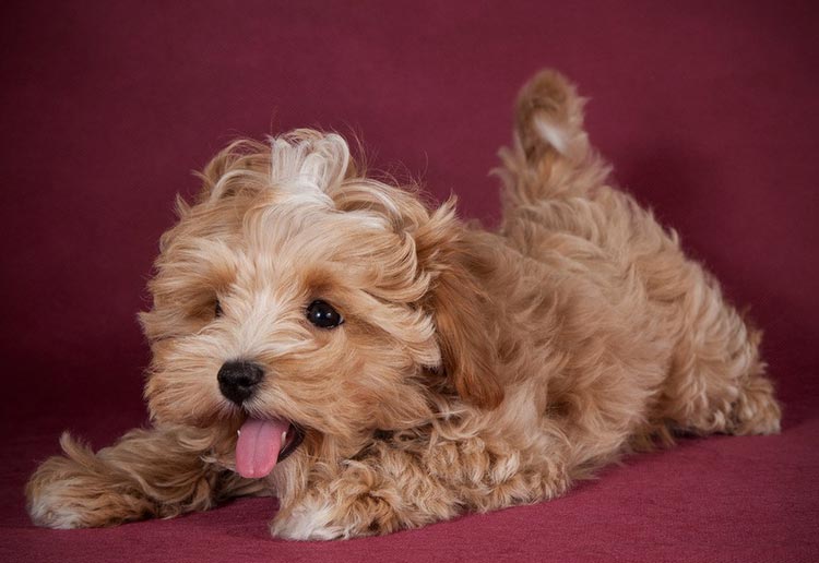 Cachorro maltipoo