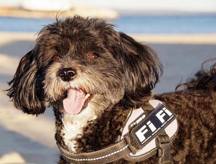 maltipoo con arnés