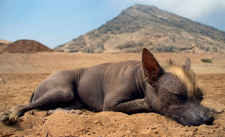 Perro sin pelo peruano inca