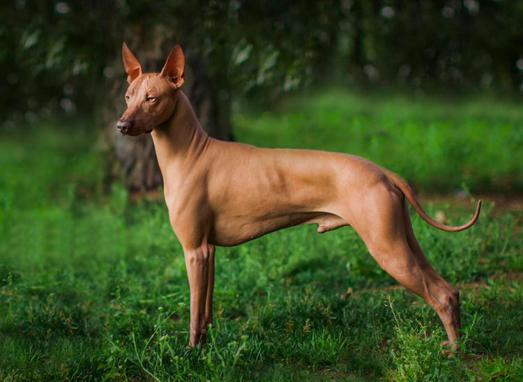 Perro sin pelo peruano de clase show
