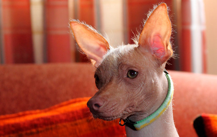 ¿Cómo es el Perro Peruano Sin Pelo?