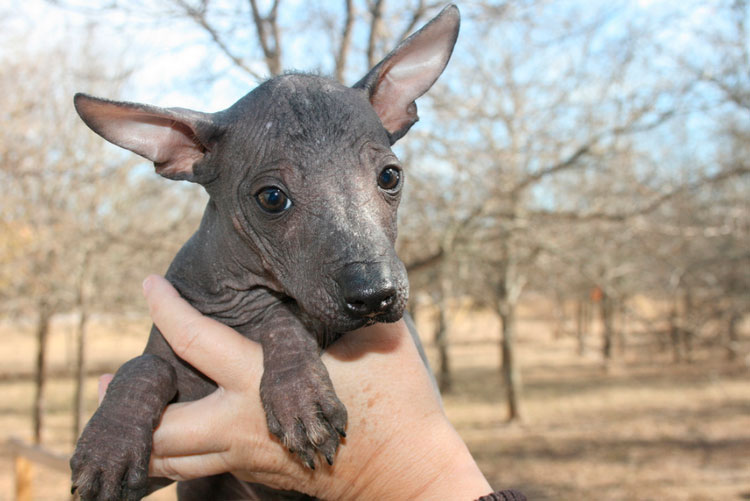 Cachorro de perro sin pelo del Perú