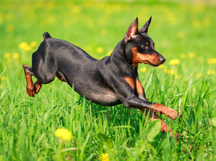 foto de pinscher miniatura