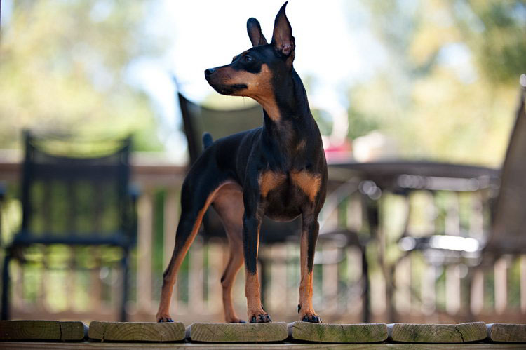 perros de la raza pinscher miniatura