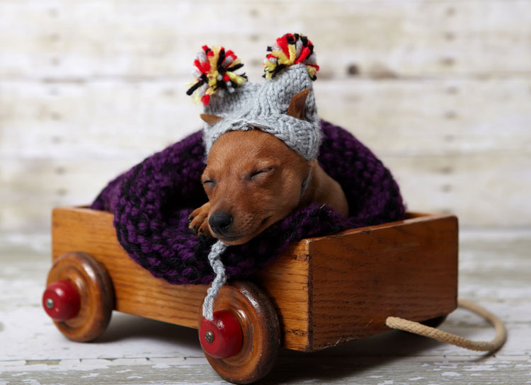 cachorro de pinscher miniatura