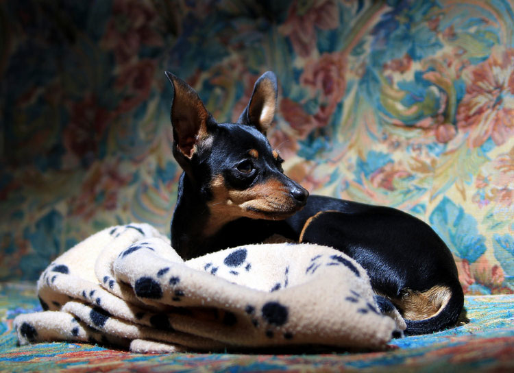 pinscher miniatura negro
