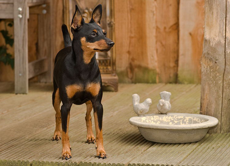 perro de raza pinscher miniatura
