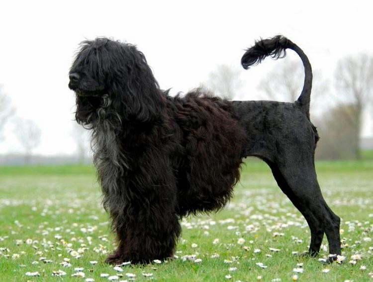 Perro de agua portugués con corte de león