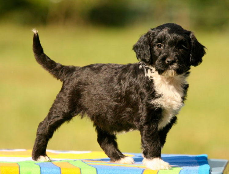 cachorro de raza Perro de Agua Portugués