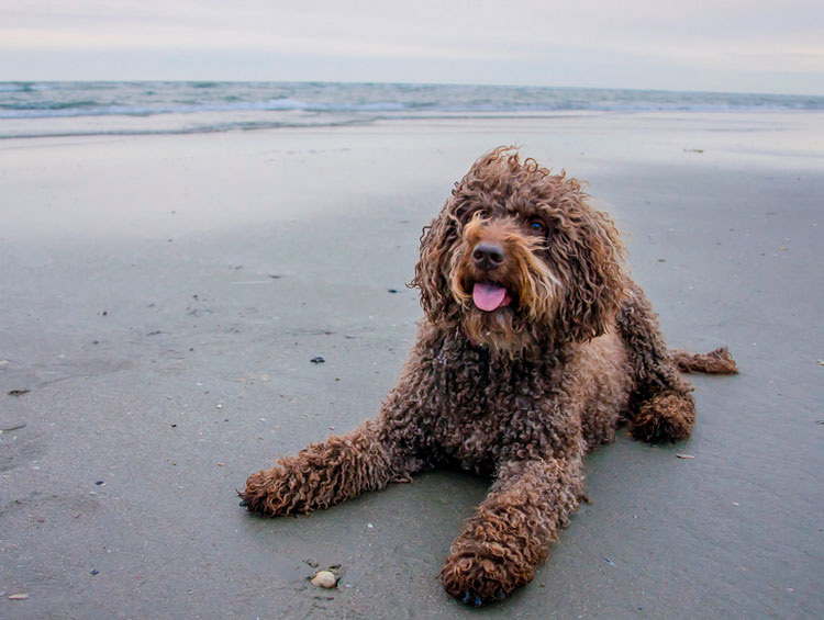 Carácter del perro de agua portugués