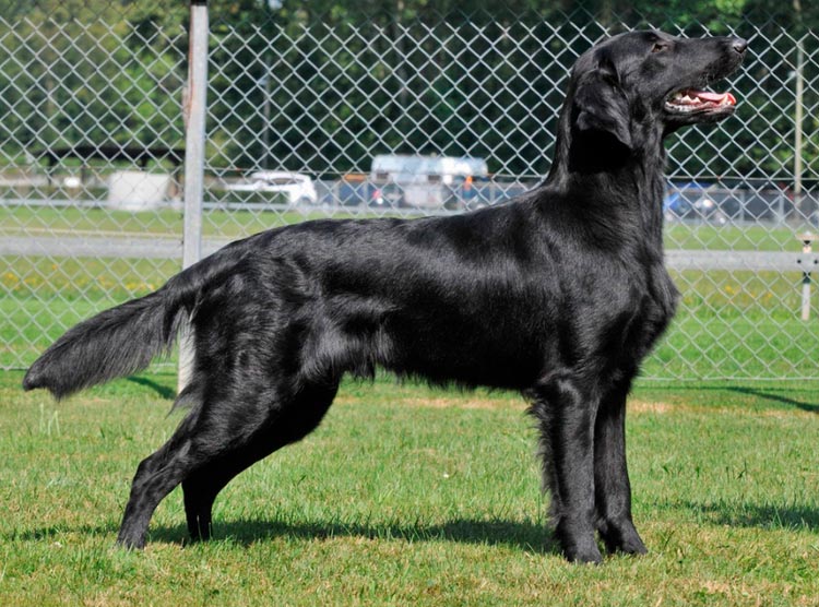 Estándar de la raza Retriever de pelo liso