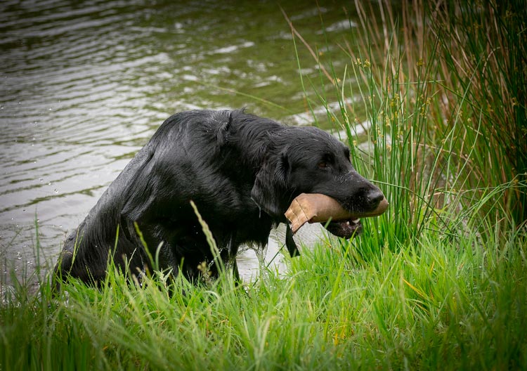 Flat-Coated Retriever en la caza